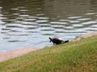 Turtle sunning on path around South Lake in Cinco Ranch.  You will also see Great Blue Herons, Great Snowy Egrets, doves, red birds & other song birds galore, squirels & other wild life.  Makes walking in Cinco around the lakes a nature lovers delight.