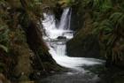 Quinault Rain Forest