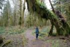 trail at North side of Quinault Lake