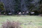 Elk in the field at the old homestead
