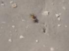 Little Crab in the surf on Bonita Beach
      About the size of a nickle