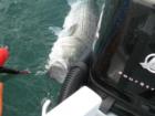 Releasing a tarpon