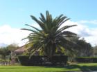 Sago Palm tree
