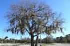 Moss covered trees. Reminiscent of old Florida.