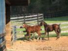 Two horses enjoying a late fall day in Madison County near Wolftown