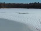 Geese on Nuttings Lake