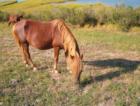 Horse Farms
