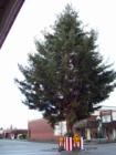 Every year the huge Christmas tree goes up in the center of town. 