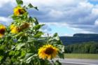 Wallkill View Farm Sunflowers