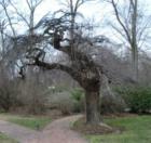 Fantastic Old Tree at Woodlawn
      ©2008 Cindy Jones