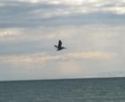 Ar120001889823211_l