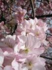 Cherry Blossoms in Shorewood