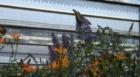 Merrifield Garden Center, Summer 2007  ©Cindy Jones