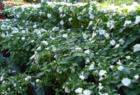 Merrifield Garden Center, Summer 2007  ©Cindy Jones