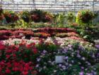 Merrifield Garden Center, Summer 2007  ©Cindy Jones