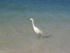 Snowy Egret on Sanibel's beach
