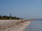 Sanibel Light House Standing out over the Trees