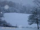 Fourdeer grazing in a field as the snow falls.  Courtesy Janeen Fisk www.fisk4homes.com