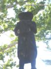 The Millville Quaker carved out of an old tree in the Millville Park.
      Courtesy Janeen Fisk  www.fisk4homes.com