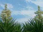 Yucca Plants Wrightsville Beach photo Ginger Sala