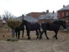 Stables on Fort Myer ©2008 Cindy Jones 