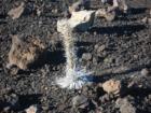 The rare Silversword