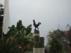 Chicken statue looking down at the Bird of Paradise flowers
