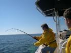 Redfish, weighing in at over 30 lbs, are not uncommon in the Bay in fall. I was working hard to pull one in in this photo.