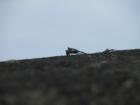 A'ama crab on the Hakalau Mill sea wall.