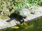 Red Ear Slider at Alden Bridge Park