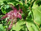 ti plant with flowers - taken at twin falls maui