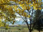 View through the trees of the Big Horn Mountains near Sheridan, WY