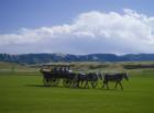 A Sheridan, WY wagon train. For photos, videos and all things Sheridan WY real estate, go to the Sheridan Blog at http://www.sheridanblog.com/
      
