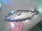 This bass came out of the Grand Canal and I caught it!