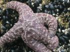 There are hundreds of starfish and other cool creatures located at the very end of the North Jetty. Only go there during extreme low tide though.