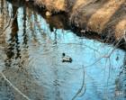 Ridgewood's Saddle River County Park in Bergen County, New Jersey 