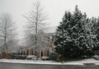Franklin snow. A red fox is by the street lamp
