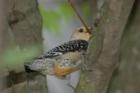 Woodpecker in Nashville