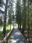 Trail - Kenai Alaska