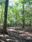 Sunken Road - Shiloh National Military Park - Shiloh, Tennessee