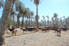 Date Palm Farms in Coachella, CA