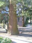 Redwood Tree - Church Cemetary - Tarboro North Carolina
