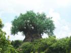Tree of Life - Animal Kingdom
