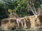 Kilimanjaro Safari Animal Kingdom