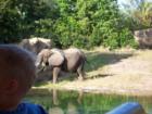 Kilimanjaro Safari Animal Kingdom
      Elephant