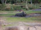 Kilimanjaro Safari Animal Kingdom
      Rhino in the mud