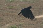 If you haven't seen one they are huge. This crow is common to the Marietta area - great for birdwatchers. This specimen had a wing span of approximately 35"