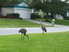 Wilcox AZ storks visit Bradenton