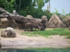 Animal Kingdom 
      Kilijamaro Safari