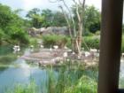 Animal Kingdom
      Walt Disney World